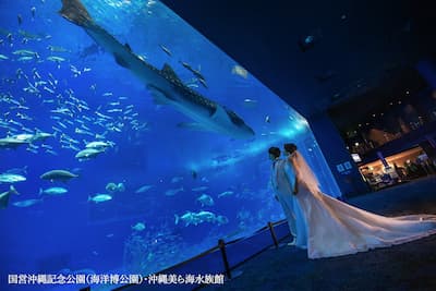 【1日1組限定】ジンベエザメと共演！誰も真似できない1枚を、美ら海水族館のナイトフォトウェディングで (6)