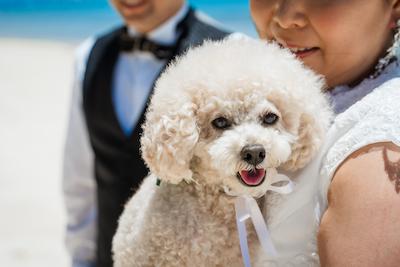 愛犬と家族旅行を兼ねた沖縄＆宮古島ドッグフォト！ペットとのチャペル＆ビーチ撮影で家族の絆が深まる時間 (2)