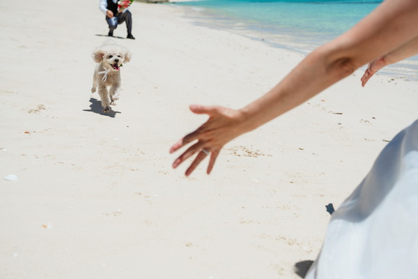 【宮古島】愛犬と叶える結婚写真＊With Dog フォト