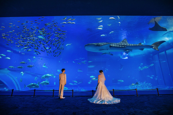 美ら海水族館　黒潮の海フォト（沖縄本島）