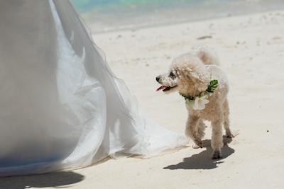 フォトウェディング・前撮りの持ち物リスト完全版!リゾート撮影の必須品を揃えて最高の思い出を残そう (4)